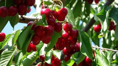 canakkalede bu yil kirazda 10 bin ton rekolte elde edildi 6229a6323a13 |