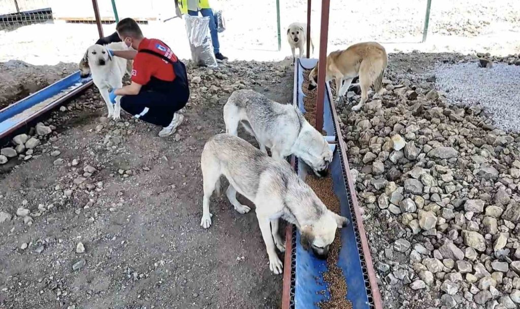 canakkalede sahipsiz hayvanlar icin bakimevi ve dogal yasam alani acildi 617301d5a020 |