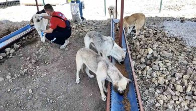 canakkalede sahipsiz hayvanlar icin bakimevi ve dogal yasam alani acildi 617301d5a020 |