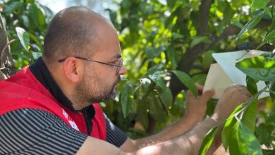 edremitte akdeniz meyve sinegi takibi suruyor c65bcf3be470 |