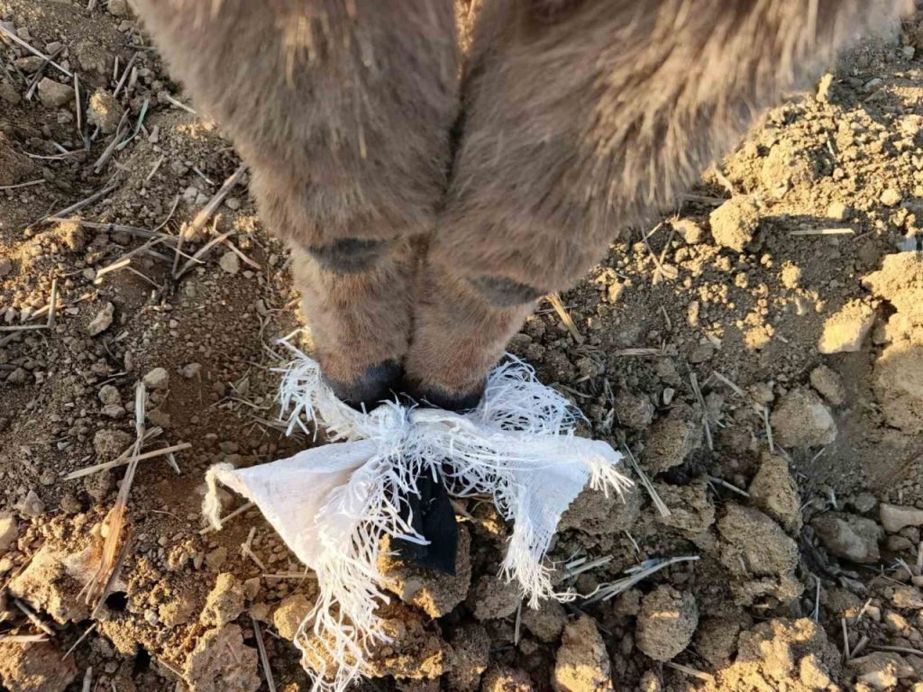 elmadagda bir coban kafasinda cuval bulunan esegi kurtardi 23a322afa248 |