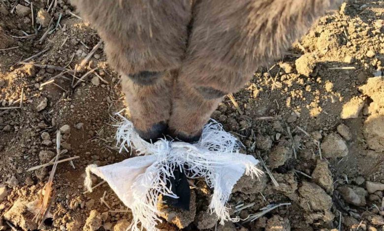 elmadagda bir coban kafasinda cuval bulunan esegi kurtardi 23a322afa248 |