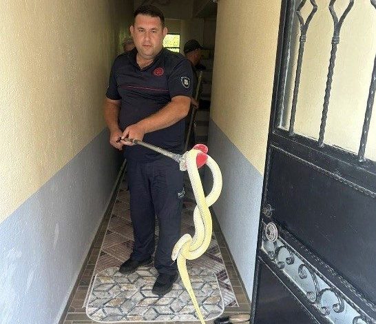 gonende eve giren yilan panige neden oldu ae50c06084a2 |