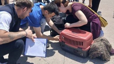 marmara ve avsa adalarina kimliksiz hayvan girisi yasaklandi 400cca6194ab |
