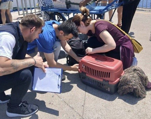 Marmara ve Avşa adalarına kimliksiz hayvan girişi yasaklandı 1 marmara ve avsa adalarina kimliksiz hayvan girisi yasaklandi 400cca6194ab |