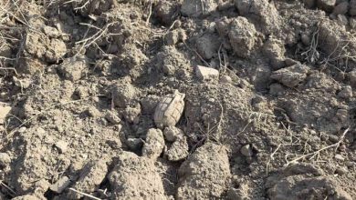tarlada sakarya meydan muharebesinden kalma patlamamis el bombasi buldu 2d27c2b9137a |
