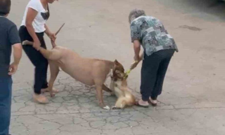 agizliksiz dolastirilan pitbull hem kopege hem de kendi sahibine saldirdi c63843dd6779 |