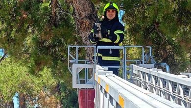 balikesir itfaiyesinden kedi kurtarma operasyonu 7355b1b43ebc |