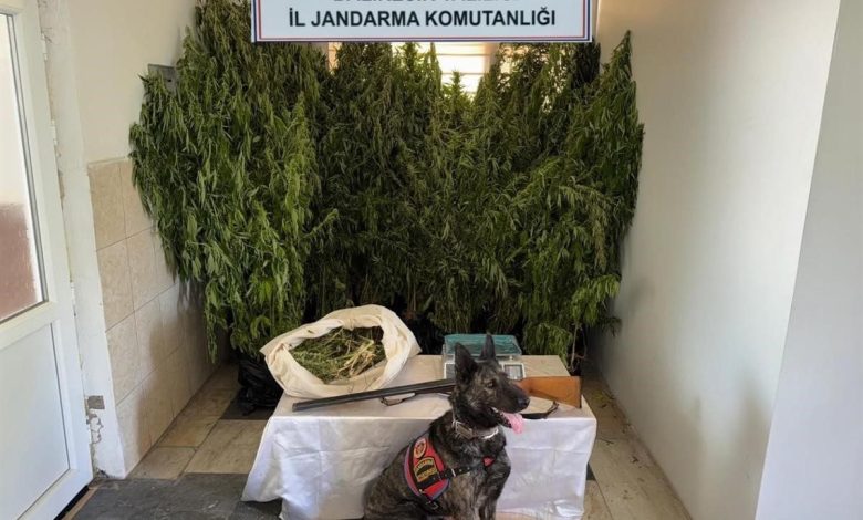 balikesirde jandarmadan 9 ilcede uyusturucu operasyonu 15 gozalti 51a4432be76a |