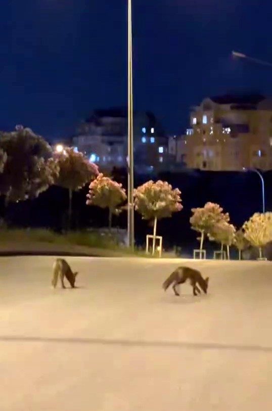 basaksehirde tilki surusu sehir merkezine indi 83752ea20892 |