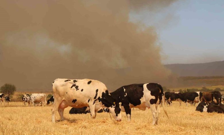 Çanakkale’deki yangında köylüler hayvanlarını korumak için tarlalarda bekletiyor 1 canakkaledeki yanginda koyluler hayvanlarini korumak icin tarlalarda bekletiyor 0d542334d6d0 |