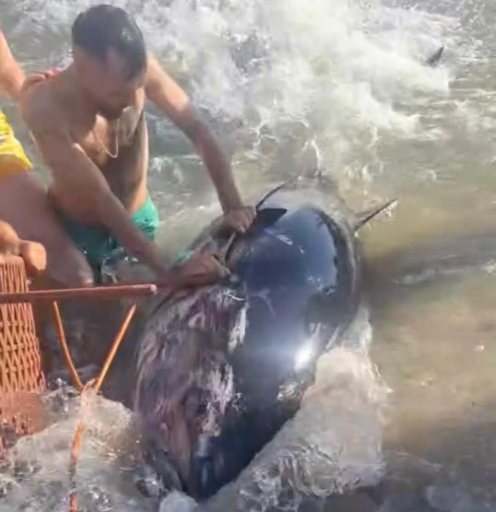 cesmede kiyiya vuran orkinosu sandalye ile tutmaya calistilar c3bfb2bdf9ec |