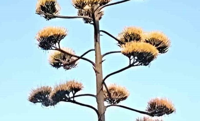 dikilide 30 yillik agave cicek acti 98516e503bb3 |