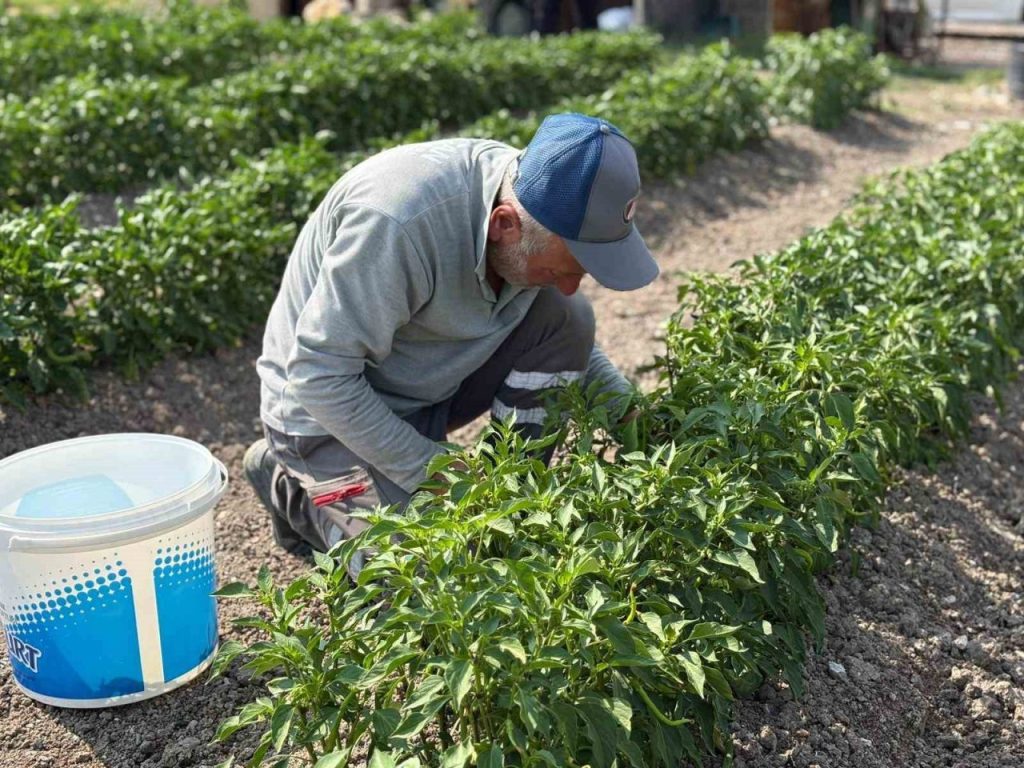 eko ciftlikte uretilen organik sebzeler ihtiyac sahiplerine ulastiriliyor 9b7995ea024d |