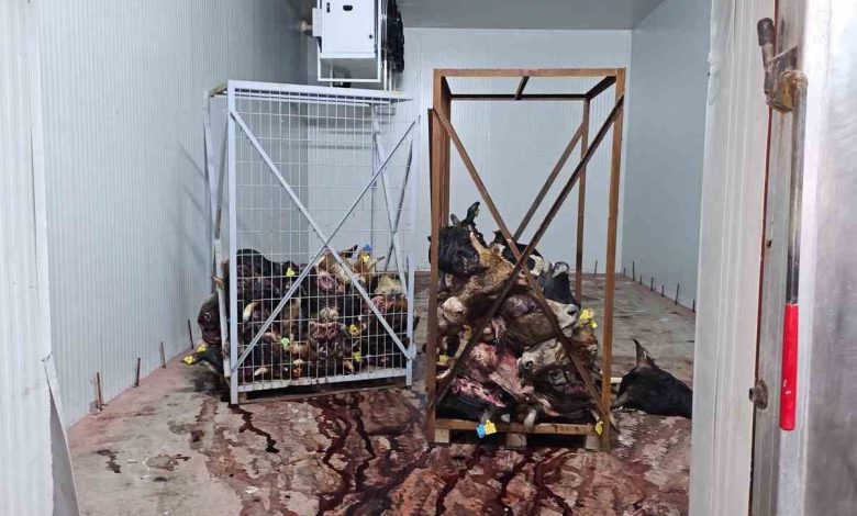 gemlikte sagliksiz sartlarda istiflenmis cok sayida hayvan kafasi bulundu ba4de77e4579 |