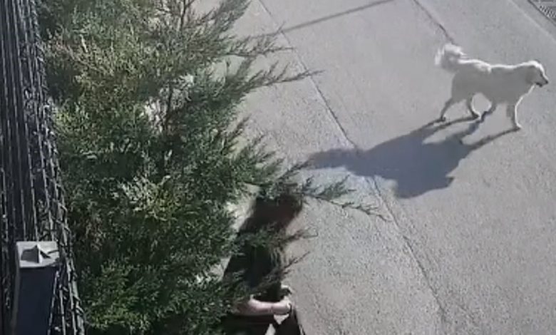 İşe giderken sokak köpekleri saldırdı, genç kadın canını zor kurtardı 1 ise giderken sokak kopekleri saldirdi genc kadin canini zor kurtardi 59a9bee63c1f |