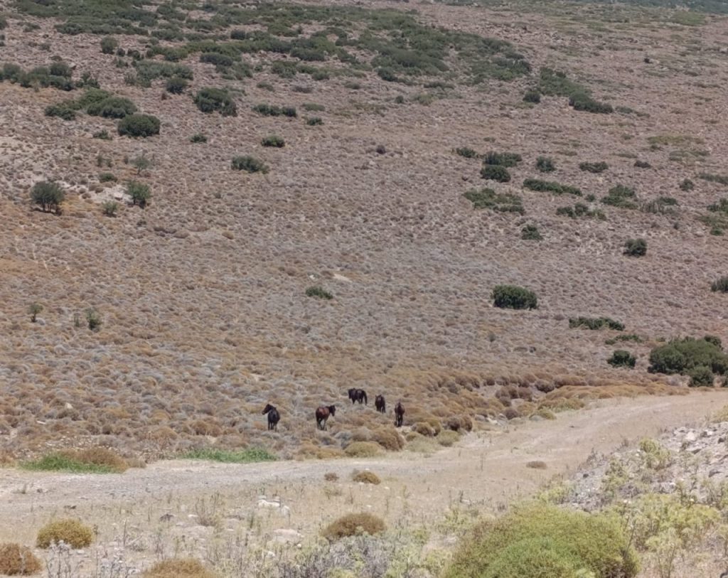 izmirde yaban hayvanlari icin tankerle su tasindi 3ac8e901c2e7 |