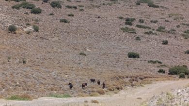 izmirde yaban hayvanlari icin tankerle su tasindi 3ac8e901c2e7 |