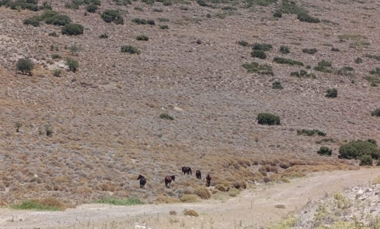 izmirde yaban hayvanlari icin tankerle su tasindi 3ac8e901c2e7 |