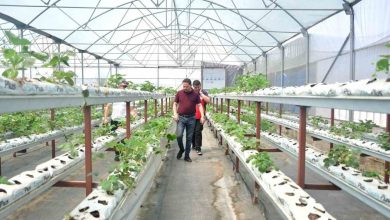 kaymakam kayabasi bigada topraksiz cilek uretimi yapan serayi ziyaret etti 35e91348b404 |