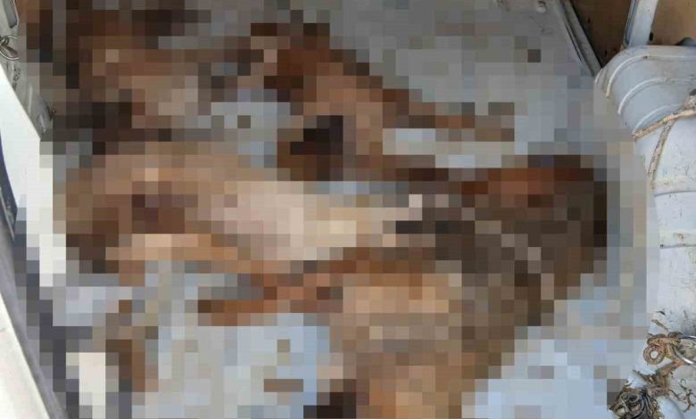 Nakil aracı değil, ölüm kafesi 1 nakil araci degil olum kafesi 5e9463d76f50 |