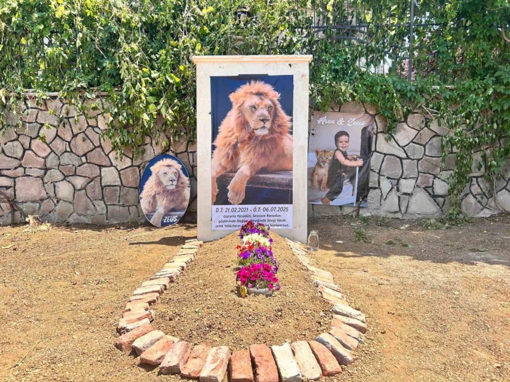 saldirdigi ciftciyi yaraladiktan sonra oldurulen aslanin sahibi evinin onune temsili mezar yaptirdi 72998500e01e |