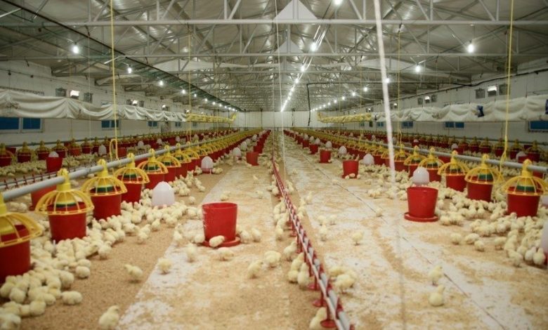 senpilic ekosistemi sozlesmeli ciftliklerle gecen yil 4 bin 200 kisiye istihdam sagladi 899d26f5173a |