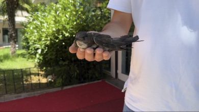 sislide yarali ebabil kusuna vatandaslar sahip cikti b9a4c347d656 |
