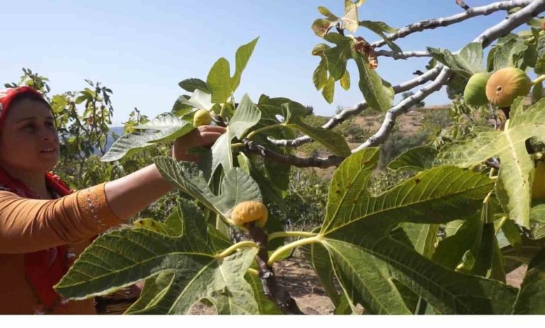 tirede incir hasatinda isci maasi 90 bin tl oldu 0572fb3b4c58 |