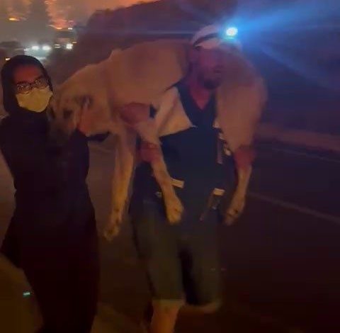 Yangın bölgesindeki hayvanların tahliyesi için seferber oldular 1 yangin bolgesindeki hayvanlarin tahliyesi icin seferber oldular 4f2de6d56487 |