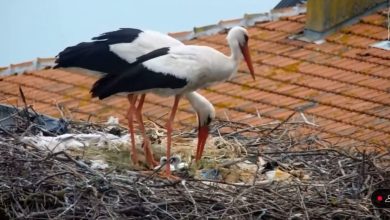 yarenin vericili yavrusu ilk ucusunu gerceklestirdi a2e539f48d0e |