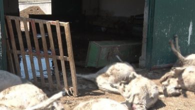 ankarada sel besi ciftligini vurdu 25 kucukbas hayvan telef oldu ee67ca97b7df |