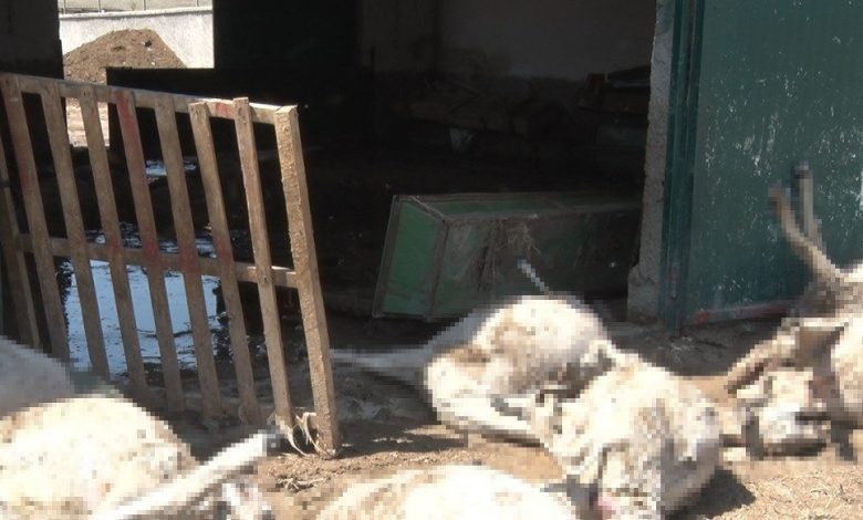Ankara’da sel besi çiftliğini vurdu: 25 küçükbaş hayvan telef oldu 1 ankarada sel besi ciftligini vurdu 25 kucukbas hayvan telef oldu ee67ca97b7df |