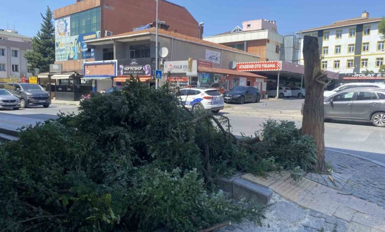 atasehirde kuvvetli ruzgar agaci devirdi bina girisini kapatti f2c7ee964505 |