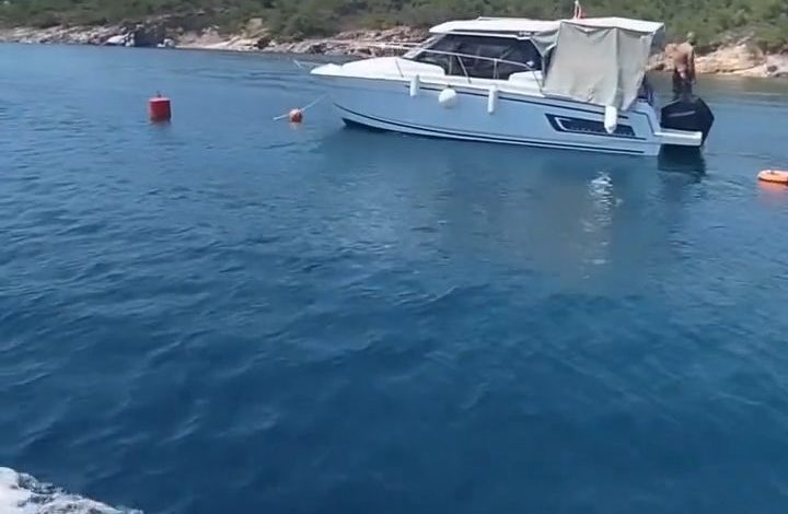 ayvalik adalarinda deniz cayirlari korunuyor b14bbb9fef9d |