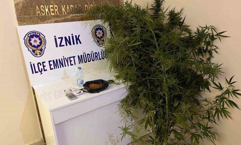 bahcesinde hint keneviri yetistiren kisiler tutuklandi 0b7bfc154d9f |