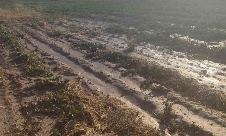 beypazarinda saganak yagis tarlalara zarar verdi 794414315a8d |