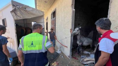 bucadaki haralara terk edilen sahipsiz atlar kurtarildi e4bfa78670a1 |