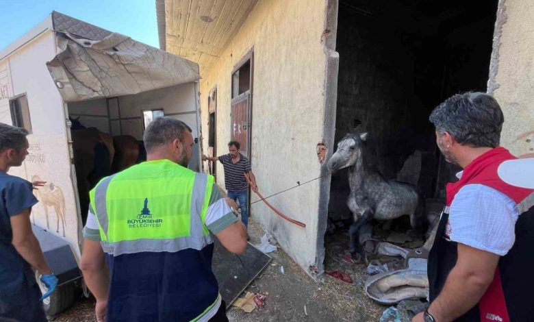 bucadaki haralara terk edilen sahipsiz atlar kurtarildi e4bfa78670a1 |