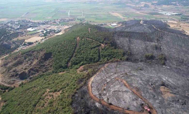 Bursa’da yanan ormandan geriye gri görüntü kaldı 1 bursada yanan ormandan geriye gri goruntu kaldi 1e7905463cba |