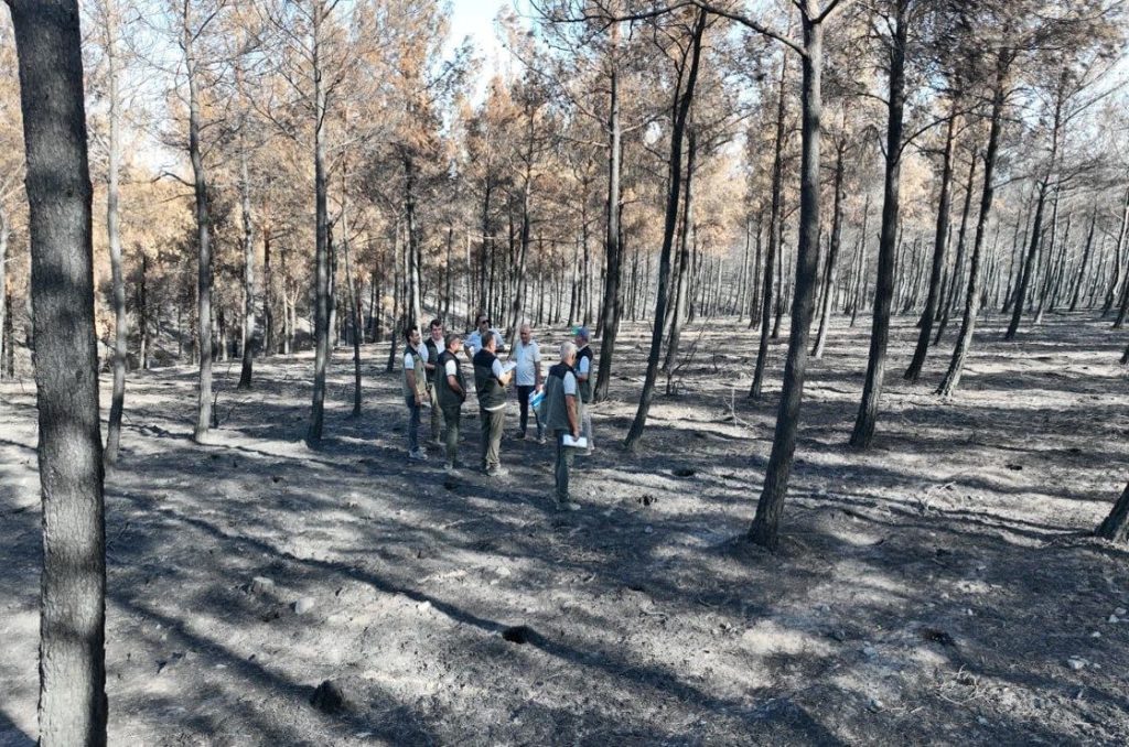 canakkale orman bolge muduru demirci 2025 yilinda 130 adet orman yangininda 8 bin 196 hektar orman alanimiz zarar gormustur fd7f1442ad1b |