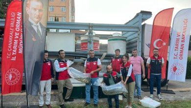 canakkalede baraj ve goletlere 2 milyon aynali sazan yavrusu birakildi 037c5b0d82bb |