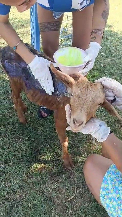 canakkalede orman yangininda yanan keci emekli hayvanlar ciftliginde tedavi altina alindi a2c22a2c575f |