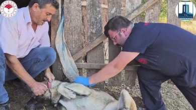 Çanakkale’de ’Sürü Köpeklerine Mikroçip Takılması ve Kimliklendirilmesi Projesi’ hayata geçti 4 canakkalede suru kopeklerine mikrocip takilmasi ve kimliklendirilmesi projesi hayata gecti 96194dce1166 |