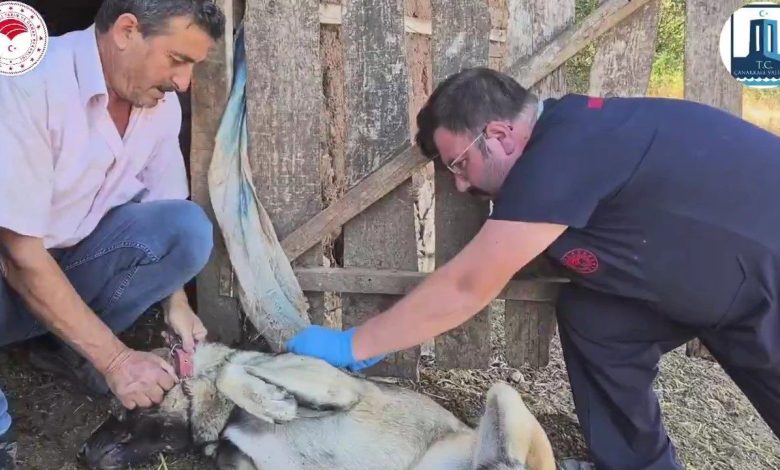 Çanakkale’de ’Sürü Köpeklerine Mikroçip Takılması ve Kimliklendirilmesi Projesi’ hayata geçti 1 canakkalede suru kopeklerine mikrocip takilmasi ve kimliklendirilmesi projesi hayata gecti 96194dce1166 |