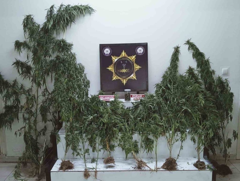 edremitte uyusturucu operasyonu esrar ve kenevir ele gecirildi 470354a39c44 |
