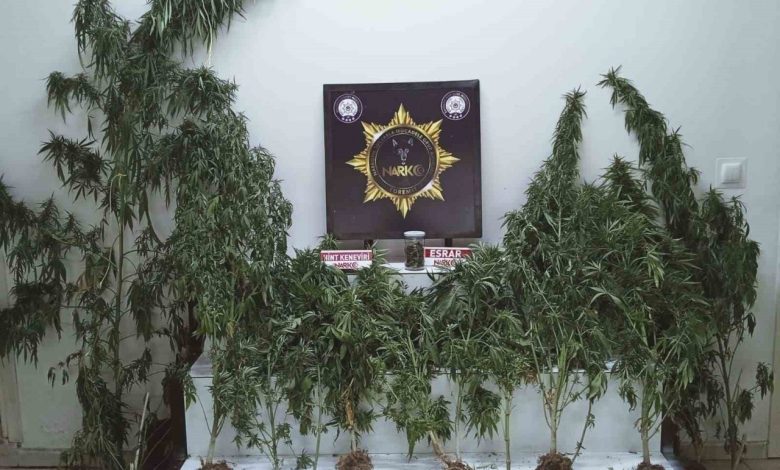 edremitte uyusturucu operasyonu esrar ve kenevir ele gecirildi 470354a39c44 |