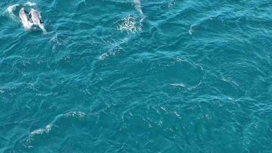 erdek korfezinde yunus surprizi bandirma limaninda lufer soleni f8de42ea6160 |
