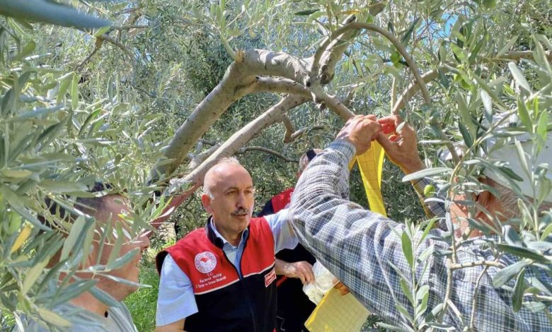 feromon tuzaklarla zeytin sinegiyle mucadele basladi faaa84311078 |