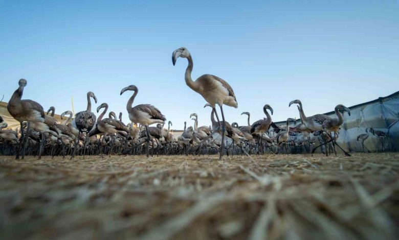 flamingolar gediz deltasina hayat veriyor 1cc65a8fd1c3 |